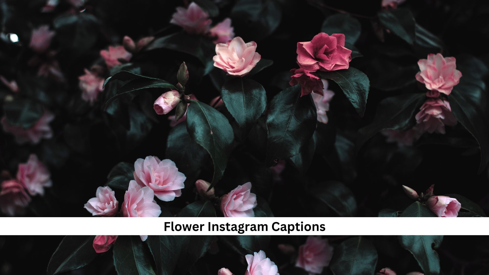 Flower-Instagram-Captions