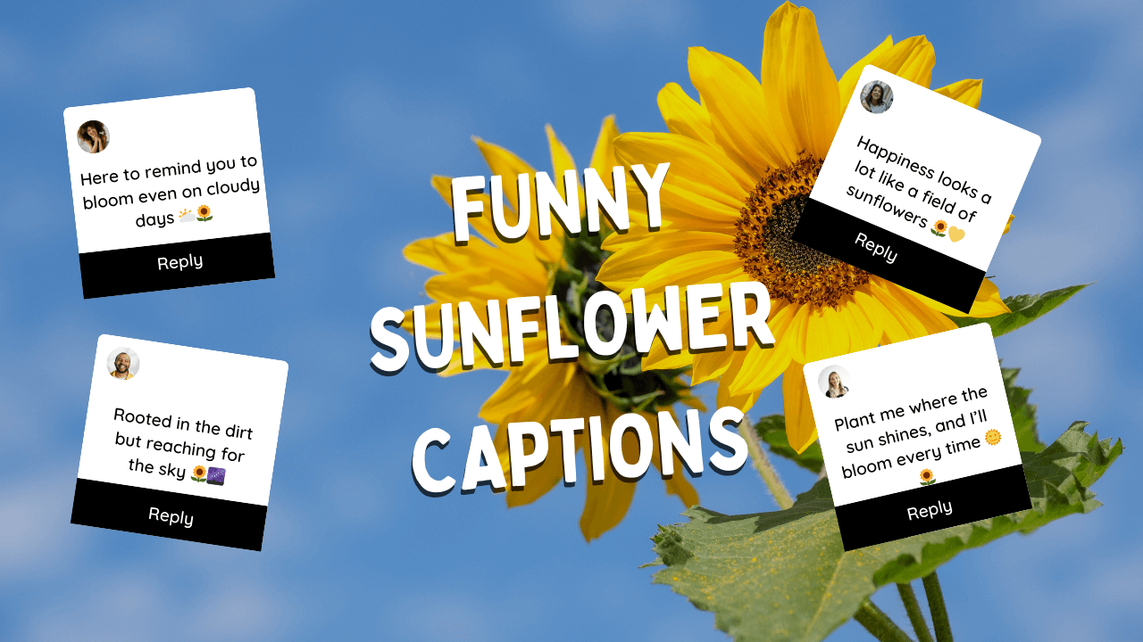 Funny Sunflower Captions