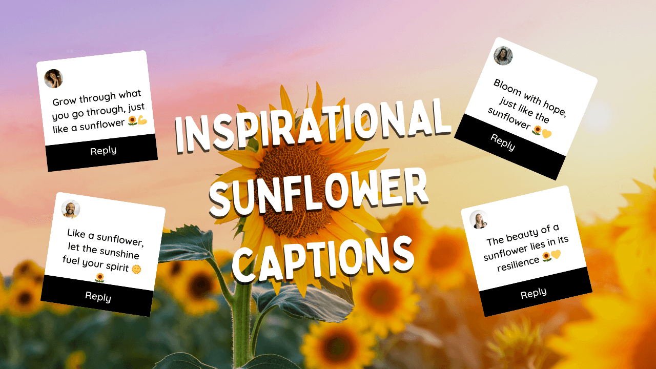 Inspirational Sunflower Captions