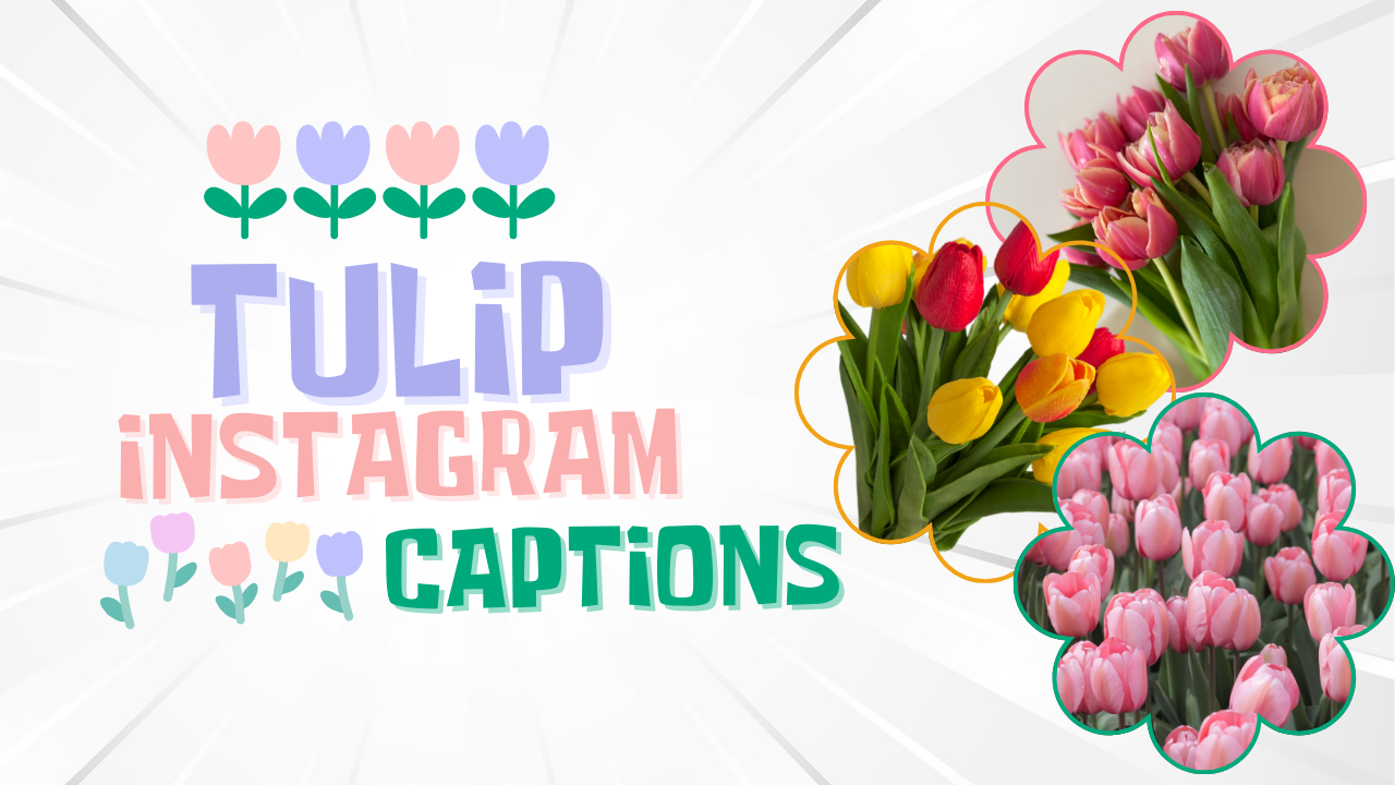 125+ Tulips Captions For Instagram [Ultimate Collection]